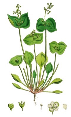 Claytonia perfoliata Miner Claytonia perfoliata Miner